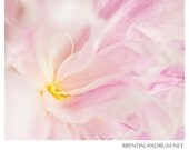 Pink Peony from Within -- Floral Photography, Fine Art Print, 8x10 Lustre Print, Home Decor, Nursery Decor, Pink and Yellow
