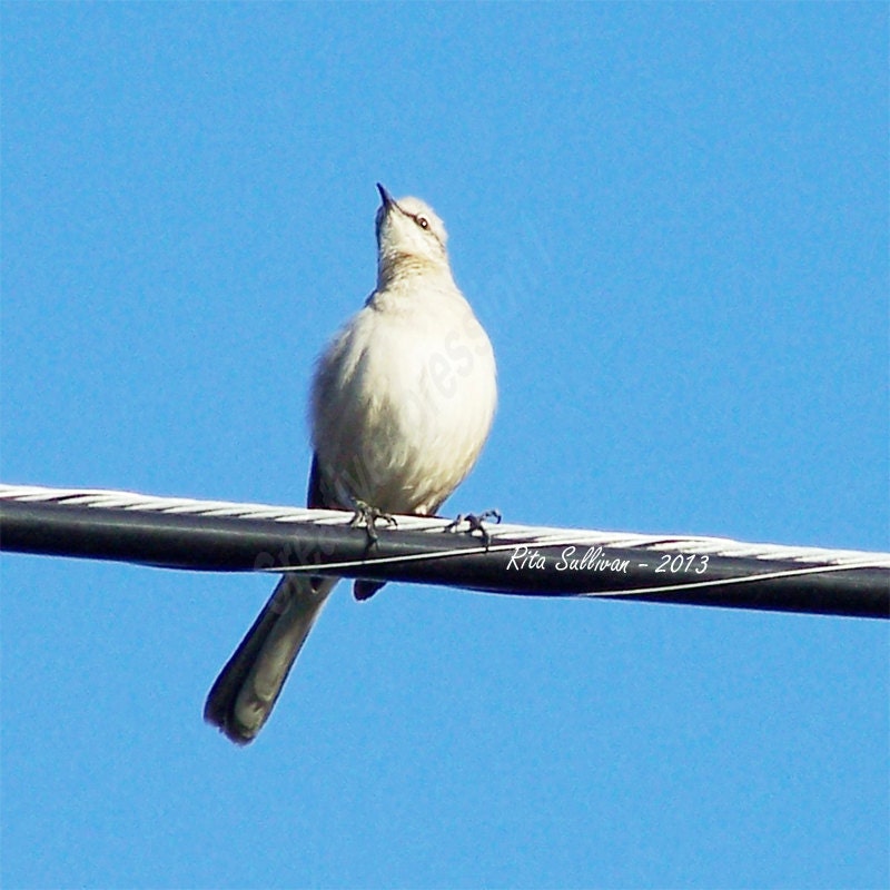 Natural Bird Portrait - Smile For The Camera - 5x7 Photo Print