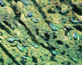 Sprinkle Shower 8" x 10" Fine Art Photographic Print