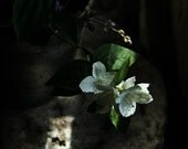 Wildflowers..11x14"..fine art photograph..still-life..garden inspired..springtime..Mother's Day home decor print..