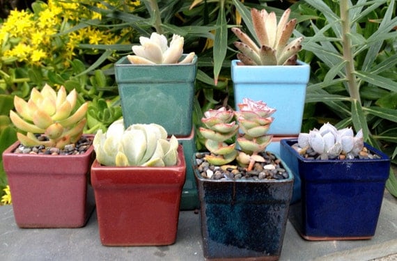 Buy plants wedding gifts - 25 Succulent plant Wedding Favors, Succulent Bridal Shower Favor, Special Event