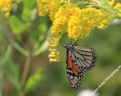 A Fine Art 11 x 14" Lustre Print of a Monarch Butterfly with a face and body covered with Pollen from this Yellow Flower.