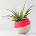 Neon Pink Air Plant Pot with Air Plant