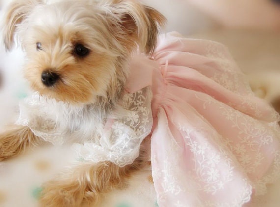 Beautiful soft Pink lace dress for small dog, cute wedding dress for dog