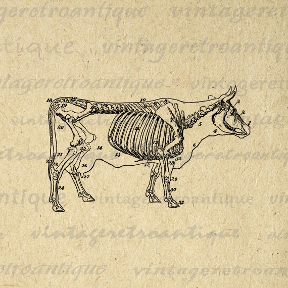 Cow Skeleton Diagram Printable Image by VintageRetroAntique