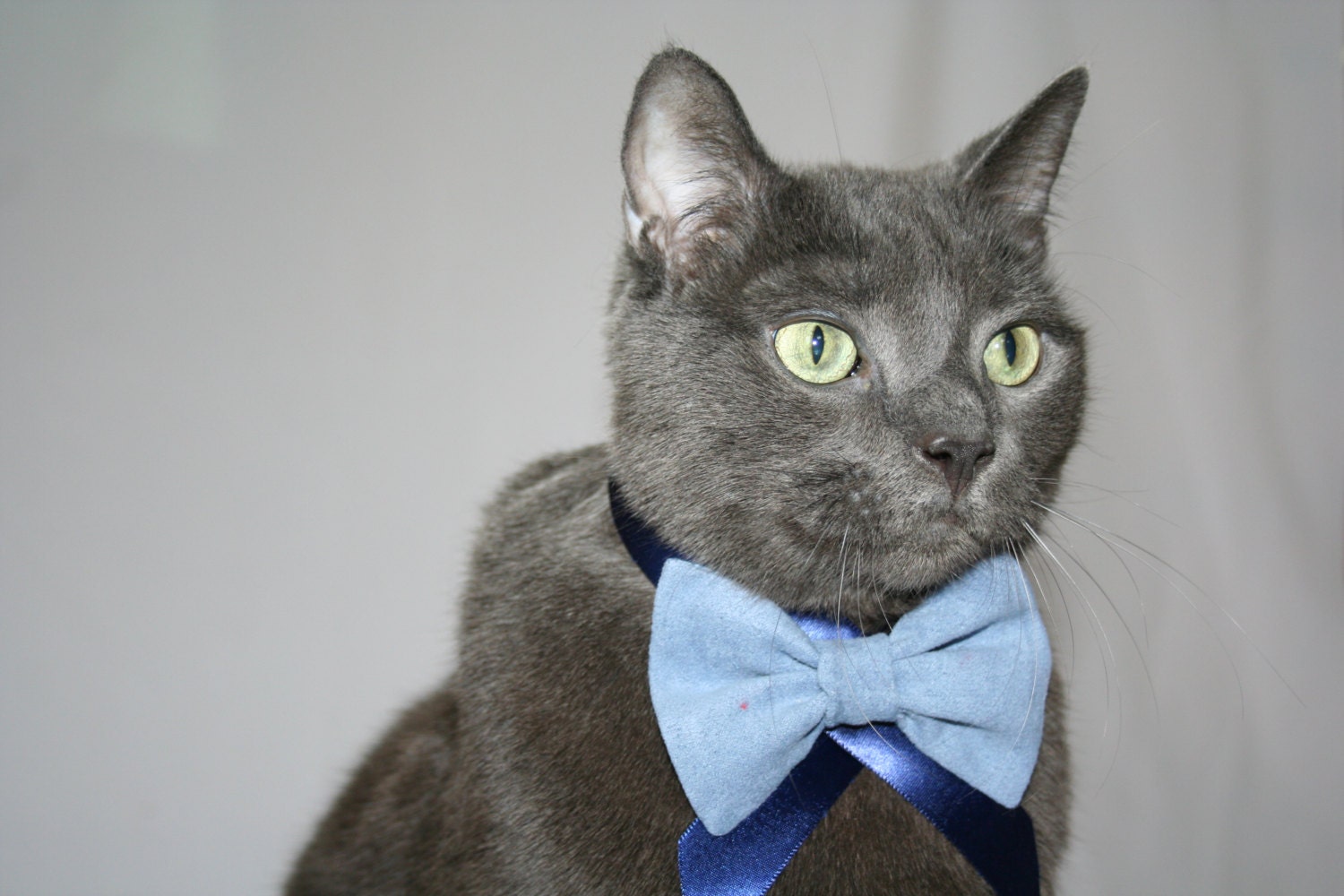 Classic Blue Suede (Faux) Bow