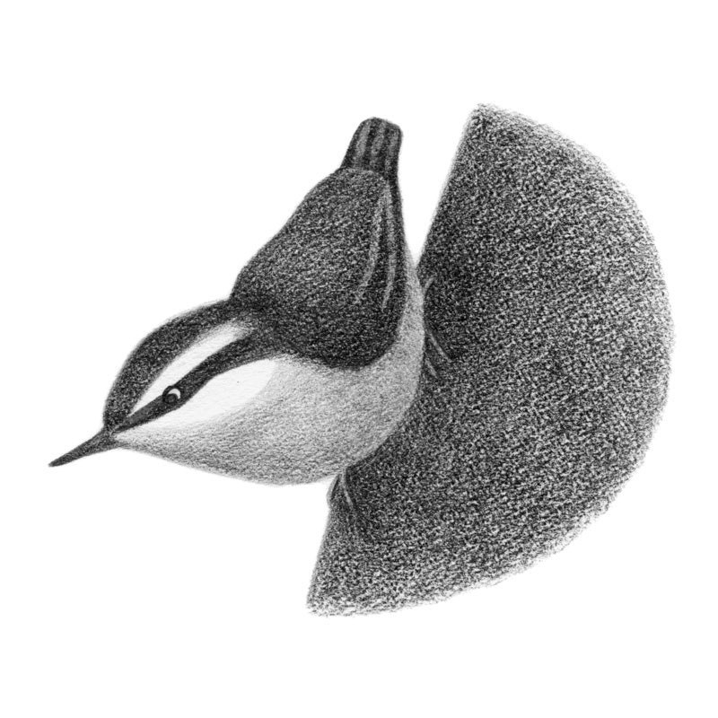 Red-breasted nuthatch - 4x6 fine art print - Bird art