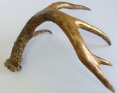 Deer Antler Shed - Hand Painted Iron, Gold and Natural Rust