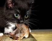 Instant Download Stock Photo - Mouse Hunter Il_170x135