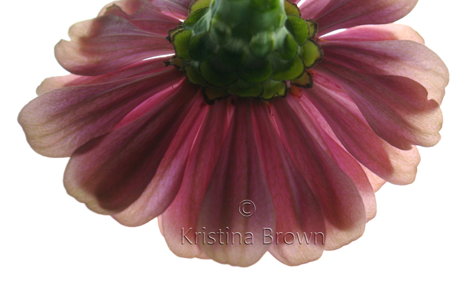 Nature Photography Pink Flower Photo Plant Nature Print Zinnia Flower Detail Petals Art Print Photograph 8x12