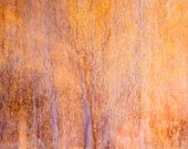 Fine Art Photography Print Abstract Landscape Photography Elements in Orange Limited Edition 16" x 11" / A3 matted print