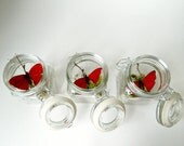 10 Wedding Favors, Butterfly Terrarium Kits, Real Butterfly in Glass Jar Terrarium Kit
