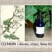 CLEMATIS Flower Remedy 1 oz handcrafted handsuccussed