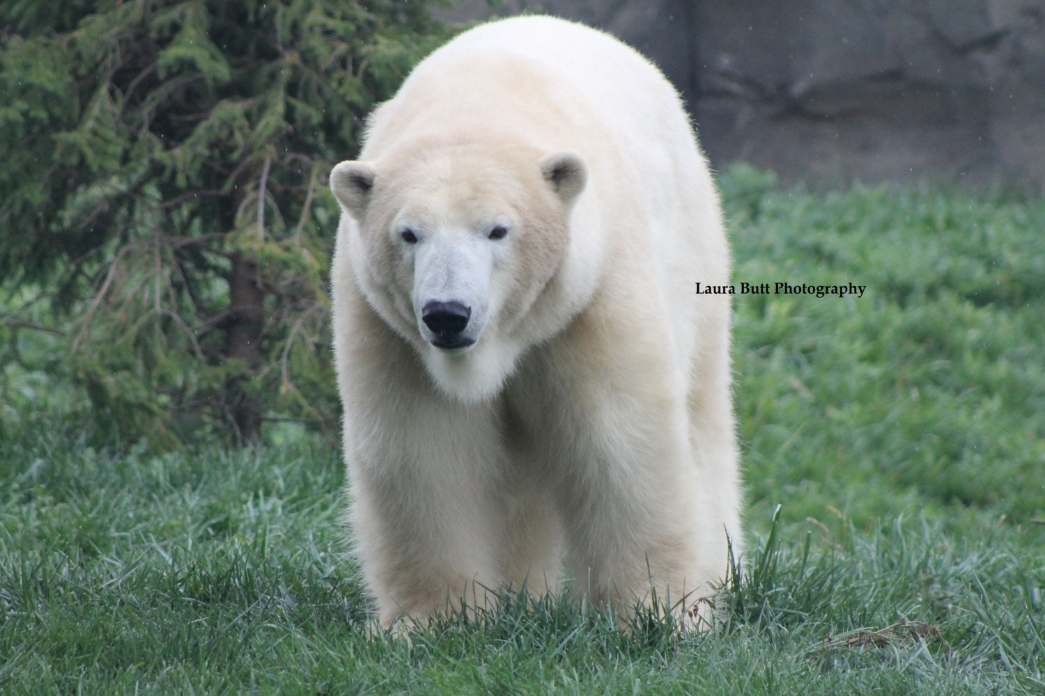 Polar Bear Photography, "Gentle Rain" 5X7