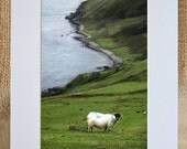 Overstock Sale, Ireland Photograph, 5x7 1/2" Matted Print, 20% Off- "Causeway Sheep",  Limited Edition Print