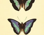 Vintage Green Butterfly Print Nature print Natural History old prints Victorian art 1800s vintage prints Home decor wall art 8x10 art print