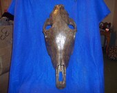 real animal taxidermy aged horse skull head mount skeleton part man cave