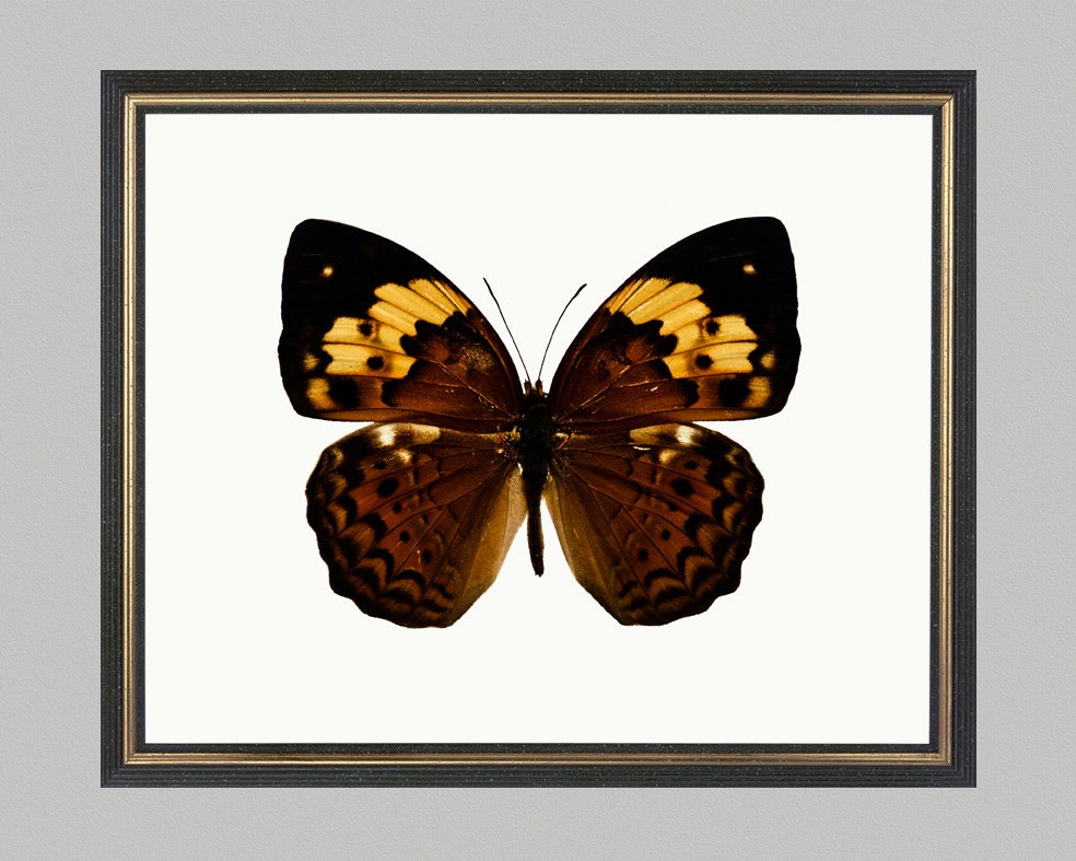 Butterfly - print on Fine art watercolor paper 8x10 inch.