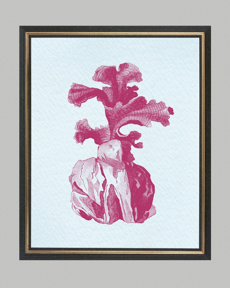 Antique Illustration red coral - print on Fine art watercolor paper 8x10 inch.