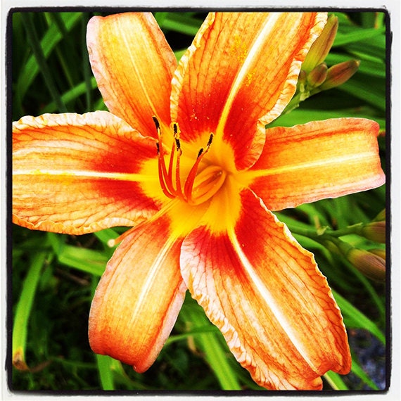 Photography, Art Photography, Nature Photography, Flower, Lily, Orange, Nature, 12x12 canvas - PhotogalsArt