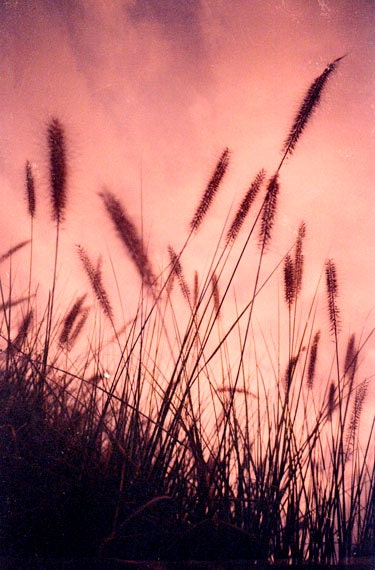 Reed-Nature Photography-Film Photography-Reeds Swaying with the wind-5x7 Photography