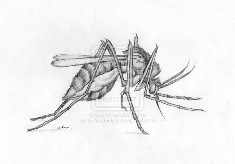Creative Drawing Sketch Mosquitoes Vintage for Beginner