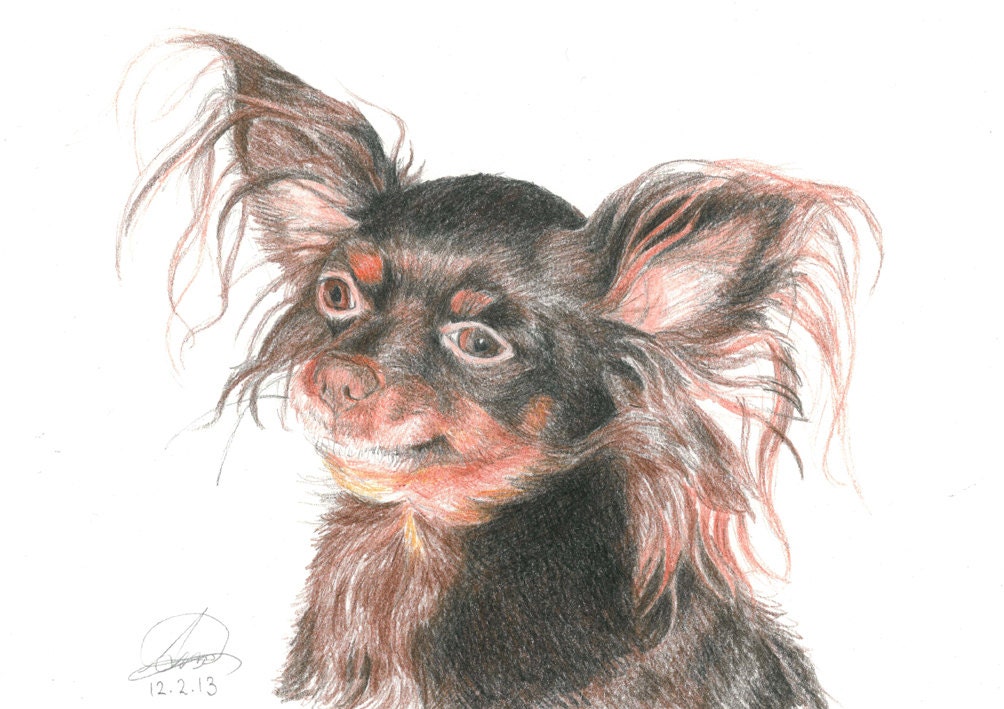 Custom Dog Portrait Colour Pencil Drawing on Paper size A4 / 297 x 210 mm / 11.7 x 8.3 inches / Custom Made from your favourite photograph