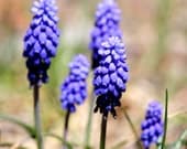 Fine Art Print 8x8 Grape Hyacinth Nature Flowers Plants FREE SHIPPING