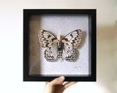 3D Wall Art Clay Butterfly with Watercolor Wings