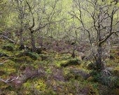 Nature Photography, Scotland, Fine Art Photo Print, 8x12, "Caledonian Forest I", wood, green, trees, magical, mystical, Travel, Landscape