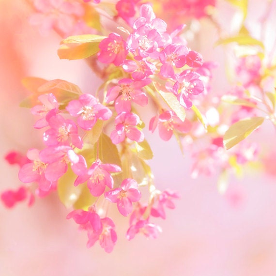 Blossom, Spring, Nature photography, Pink, Sunny, Wall Decor. - Fizzstudio