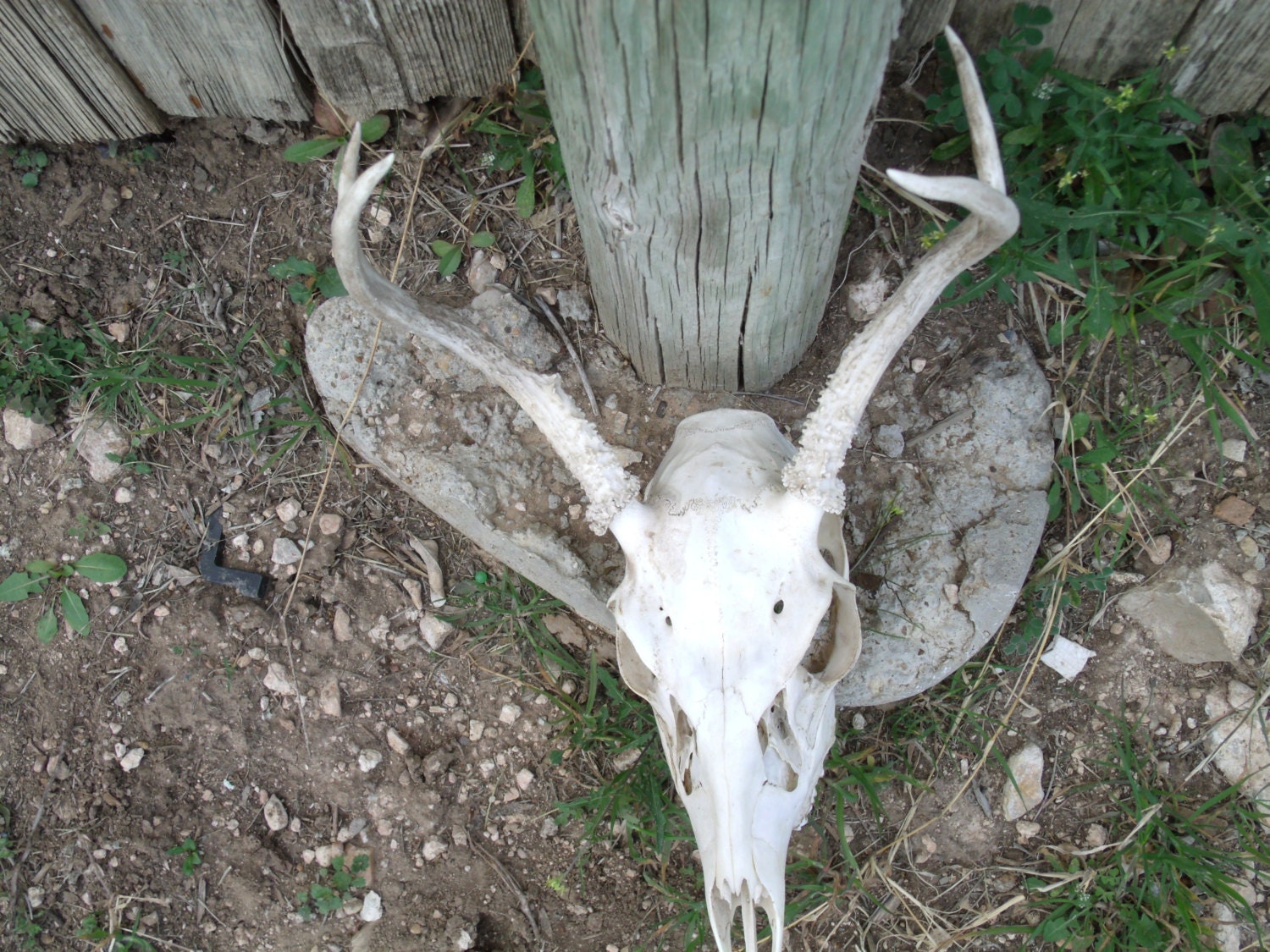 Small Whitetail Deer Skull, Antlers, Texas, Rustic, Nature