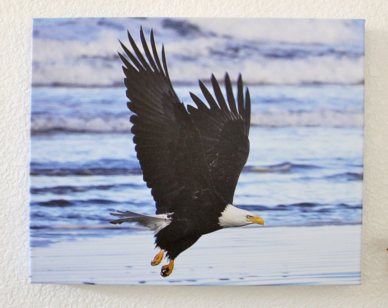 bald eagle at ocean / original photograph on canvas / 16 x 20 / "Eagle"