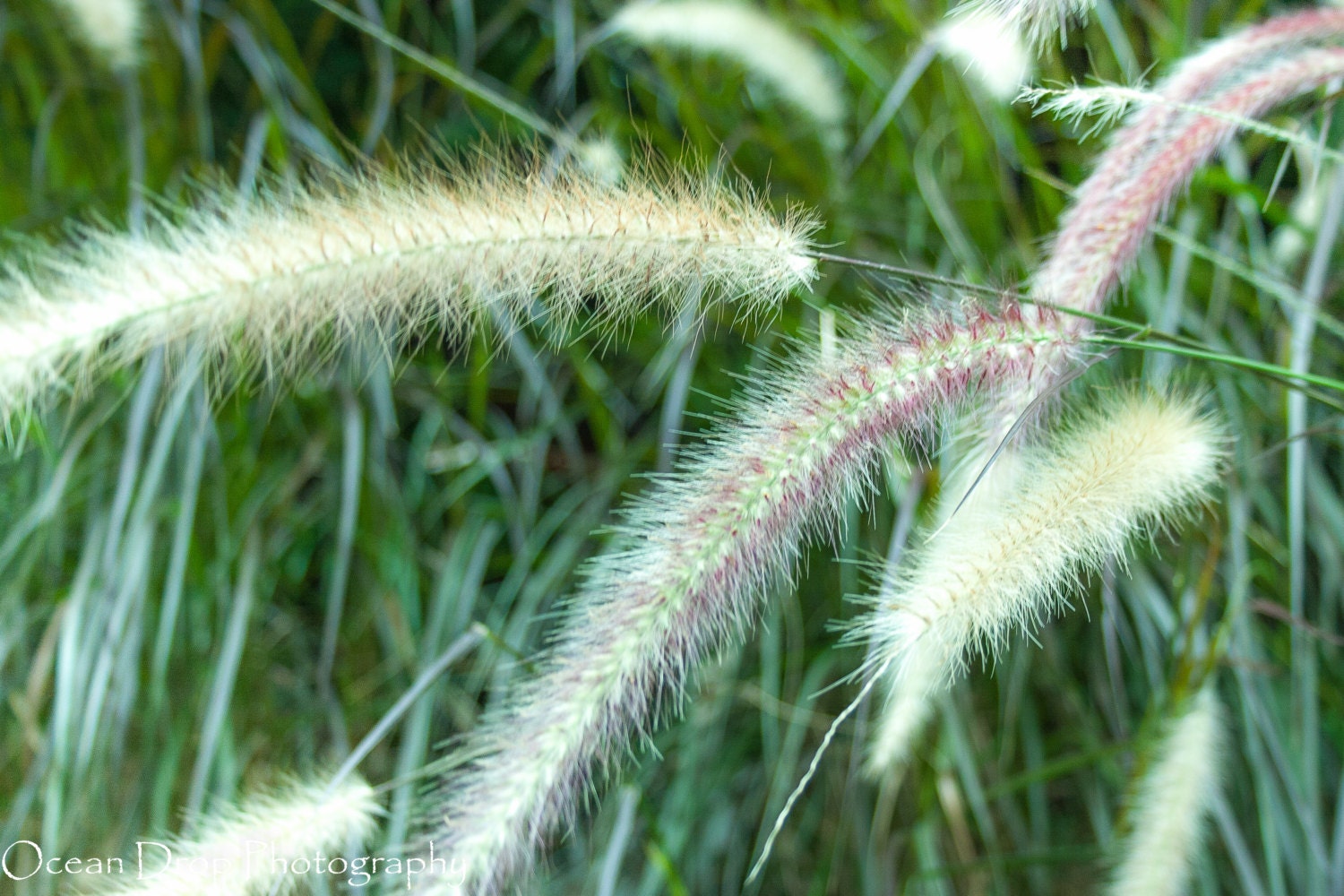 Flower Nature Photography - Plant flower floral grass green leaf photograph - 8x12 Photograph "Softly"
