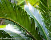 Flower Nature Photography - Plant floral palm tree green yellow leaf photograph - 8x12 Photograph "Curl"
