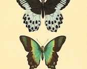 Butterfly art print French art print  Cottage wall decor Victorian wall decor Antique print  Nature wall art Home decor art 8x10  print