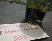 black baby chick