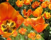 Collage of Orange Tulips 8x10