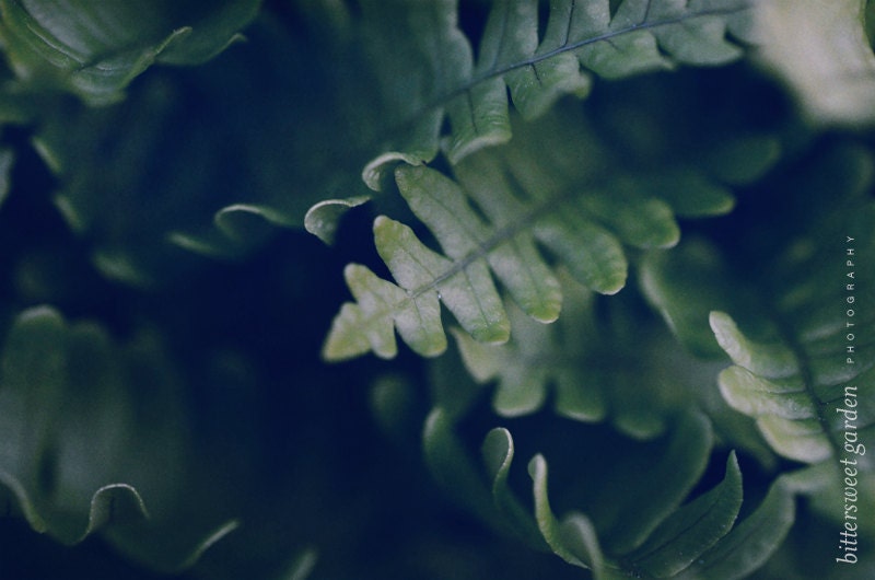 Fern No. 2 - Forest Photograph - Botanical Art Woodland Home Decor Fine Art Dark Green Leaves Woods Shadow Macro Photo - 5x7