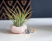 GRADUATION // air plant  journey  garden