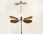 Dragonfly Dance - Nature Photography, Insect Wings, Modern Minimal Wall Art, Beige, Brown, Summer, Natural History