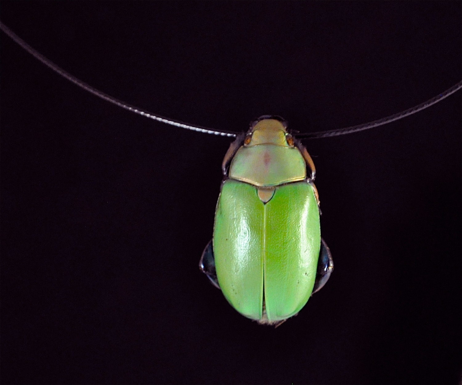 Real Green Scarab Beetle Necklace, Plusiotis erubescens, "Floating" Style