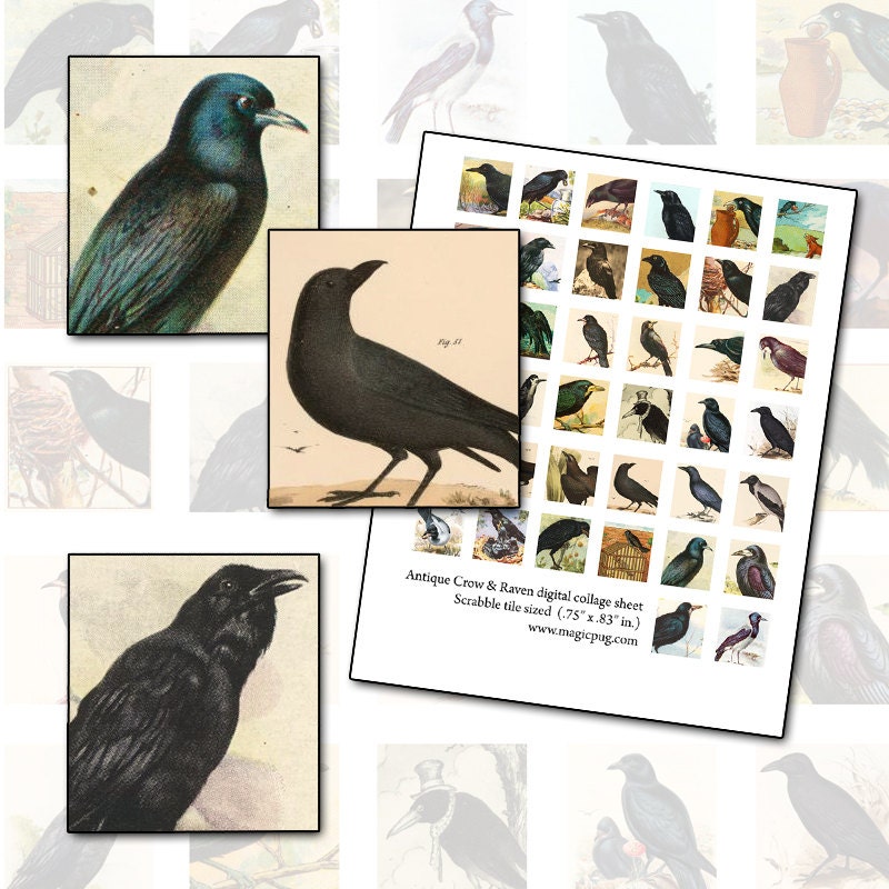 Crow and Raven Scrabble tile sized digital collage sheet 19mm x 21mm .75 x .83