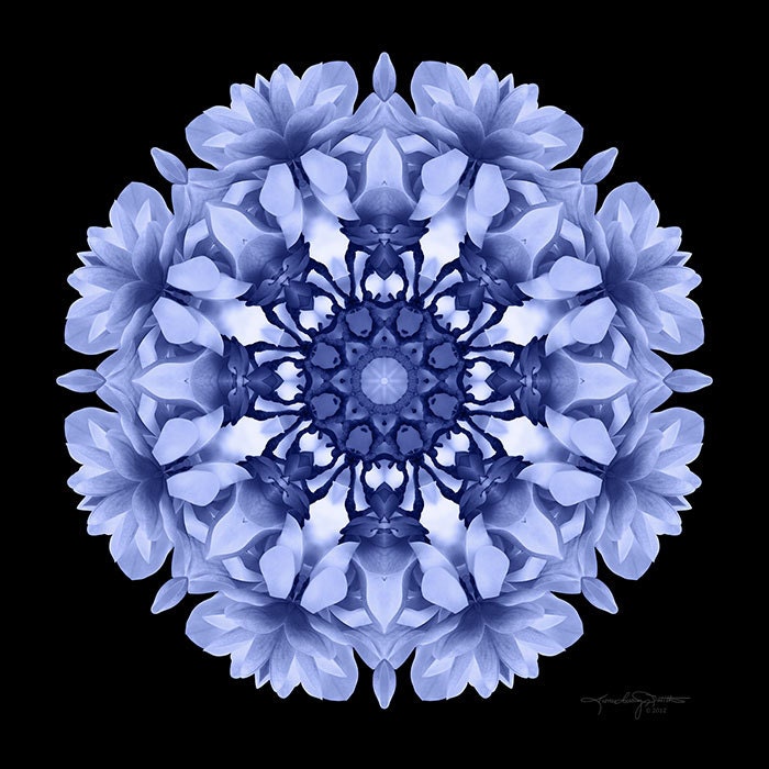 Flower Dreamtime - Winter Meditation - Blue Flower Mandala Art