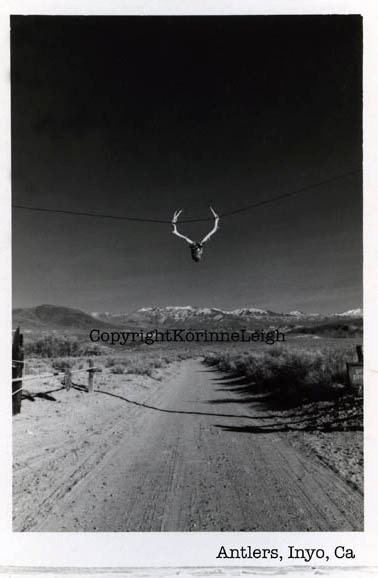 Antlers  -   6x9 original photo  - rustic, outdoors, Southwest, Country, Road