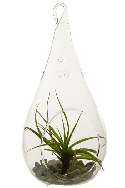 Air Plant Glass Terrarium or Teardrop Tea Light  Holder