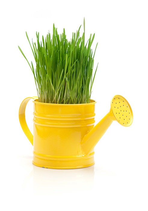 Spring Grass in Watering Can / 11x14  Photo / Modern Yellow Gardening Photography Still Life Fine Art Print - HUEphotography
