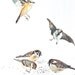 Watercolor Painting, Original Painting, Birds, Sparrows, 18"x24"