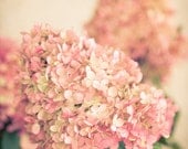 Nature Photograph. Luscious Hydrangea. Pink and Cream. Vintage. Home Decor. 8x12 print.