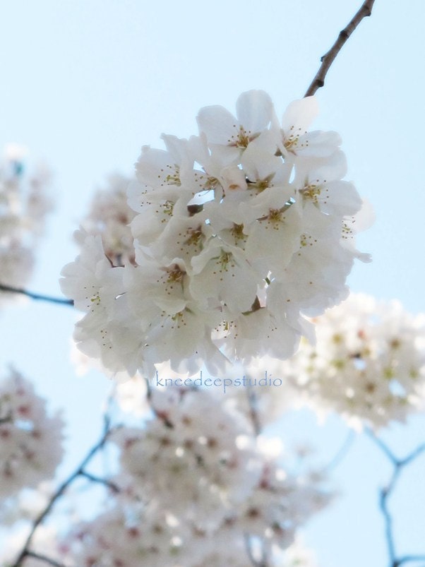 Spring Blossoms photograph 8x10 fine art botanical print white flowers sky blue wall decor